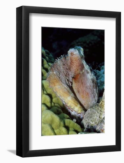 Day Octopus-Hal Beral-Framed Photographic Print