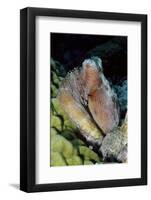 Day Octopus-Hal Beral-Framed Photographic Print