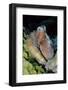 Day Octopus-Hal Beral-Framed Photographic Print