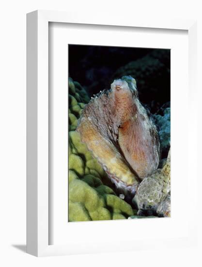 Day Octopus-Hal Beral-Framed Photographic Print