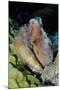 Day Octopus-Hal Beral-Mounted Photographic Print