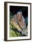 Day Octopus-Hal Beral-Framed Photographic Print