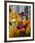 Day of the Dead Decorations-Craig Lovell-Framed Photographic Print