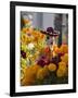 Day of the Dead Decorations-Craig Lovell-Framed Photographic Print