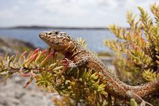 A Male Ibiza Wall Lizard Perched a Flower at the Cap De Barbaria, Formentera, Spain-Day's Edge Productions-Photographic Print
