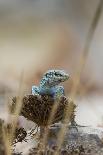 A Male Ibiza Wall Lizard Perched a Flower at the Cap De Barbaria, Formentera, Spain-Day's Edge Productions-Photographic Print