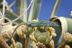 A Male Ibiza Wall Lizard on the Summit of Es Vedra Looking Toward Ibiza-Day's Edge Productions-Photographic Print