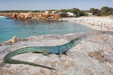 An Unusually Blue Male Ibiza Wall Lizard from the Island of Espartar-Day's Edge Productions-Photographic Print