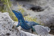 An Unusually Blue Male Ibiza Wall Lizard from the Island of Espartar-Day's Edge Productions-Photographic Print