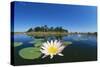 Day Waterlily in Lake-null-Stretched Canvas