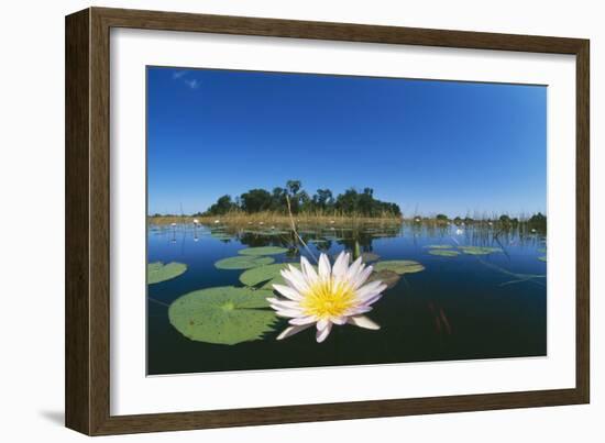 Day Waterlily in Lake-null-Framed Photographic Print