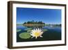 Day Waterlily in Lake-null-Framed Photographic Print