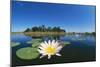 Day Waterlily in Lake-null-Mounted Photographic Print