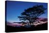 Daybreak Tree-Vincent James-Stretched Canvas