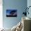 Daybreak Tree-Vincent James-Photographic Print displayed on a wall