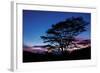 Daybreak Tree-Vincent James-Framed Photographic Print