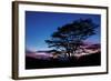 Daybreak Tree-Vincent James-Framed Photographic Print