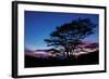 Daybreak Tree-Vincent James-Framed Photographic Print