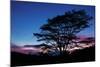 Daybreak Tree-Vincent James-Mounted Photographic Print