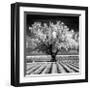 Daydream-Mike Jones-Framed Giclee Print