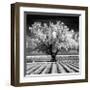 Daydream-Mike Jones-Framed Giclee Print