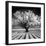 Daydream-Mike Jones-Framed Giclee Print