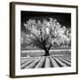 Daydream-Mike Jones-Framed Giclee Print