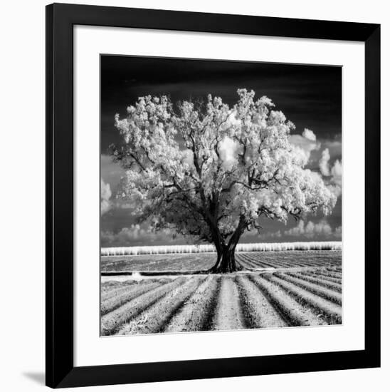 Daydream-Mike Jones-Framed Giclee Print