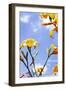 Daylilies-Alan Hausenflock-Framed Photographic Print