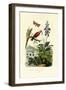 Daylily, 1833-39-null-Framed Giclee Print