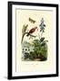 Daylily, 1833-39-null-Framed Giclee Print