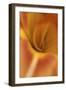 Daylily Abstract-Anna Miller-Framed Photographic Print