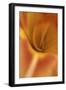 Daylily Abstract-Anna Miller-Framed Photographic Print