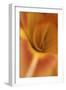 Daylily Abstract-Anna Miller-Framed Photographic Print