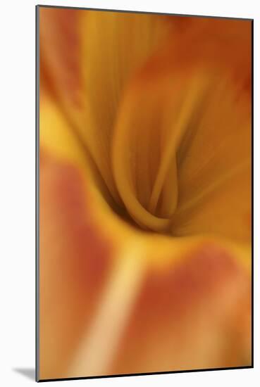 Daylily Abstract-Anna Miller-Mounted Photographic Print