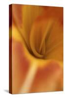 Daylily Abstract-Anna Miller-Stretched Canvas