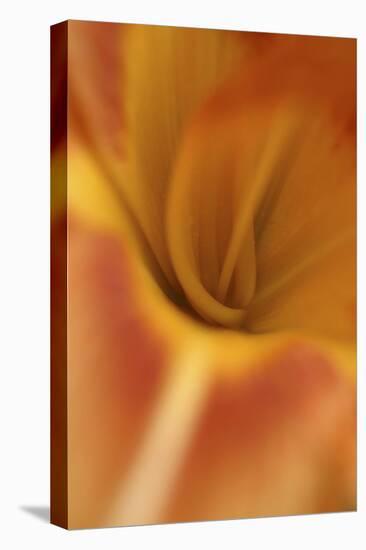 Daylily Abstract-Anna Miller-Stretched Canvas