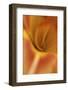 Daylily Abstract-Anna Miller-Framed Photographic Print