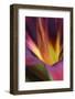 Daylily, Hemerocallis, Close-Up-Andreas Keil-Framed Photographic Print