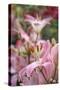 Daylily hybrid flowers, Hemerocallis-Adam Jones-Stretched Canvas