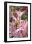 Daylily hybrid flowers, Hemerocallis-Adam Jones-Framed Premium Photographic Print