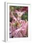 Daylily hybrid flowers, Hemerocallis-Adam Jones-Framed Premium Photographic Print