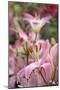 Daylily hybrid flowers, Hemerocallis-Adam Jones-Mounted Premium Photographic Print