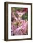 Daylily hybrid flowers, Hemerocallis-Adam Jones-Framed Photographic Print