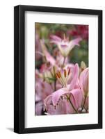 Daylily hybrid flowers, Hemerocallis-Adam Jones-Framed Photographic Print