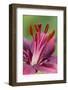 Daylily hybrid flowers, Hemerocallis-Adam Jones-Framed Photographic Print