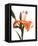 Daylily I-Monika Burkhart-Framed Stretched Canvas