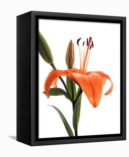 Daylily I-Monika Burkhart-Framed Stretched Canvas