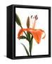 Daylily I-Monika Burkhart-Framed Stretched Canvas