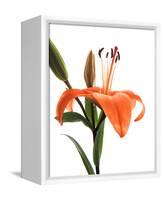 Daylily I-Monika Burkhart-Framed Stretched Canvas